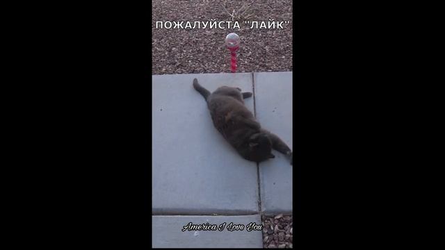 #shorts КАК Живёт УЛИЧНАЯ Кошка/Street cats/ЛЮБИТ Тусоваться у Нашего ДОМА смотреть онлайн