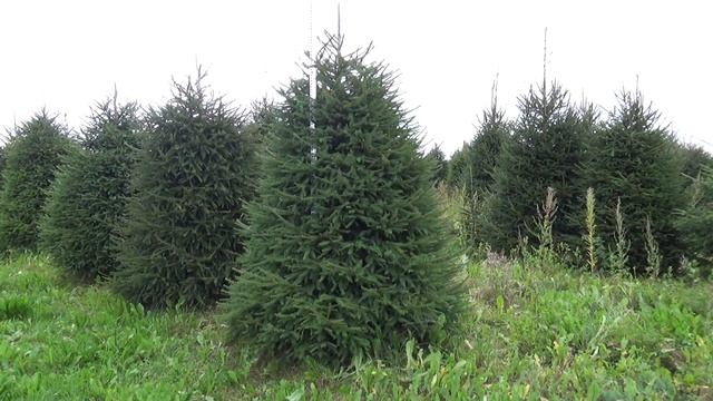 Новогодняя елка стриженая (срезанная) 05048 смотреть онлайн