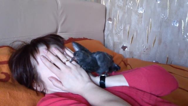 Голубёнок Гаврюша смотреть онлайн