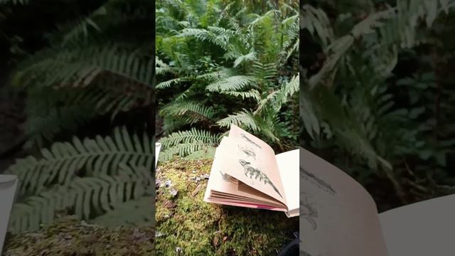 после некоторого перерыва возвращаемся к зарисовкам живности на природе