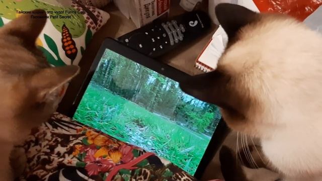 Птички на экране планшета и тайские котики Калиостро и Лукас! Тайские кошки - это чудо! Funny Cats смотреть онлайн