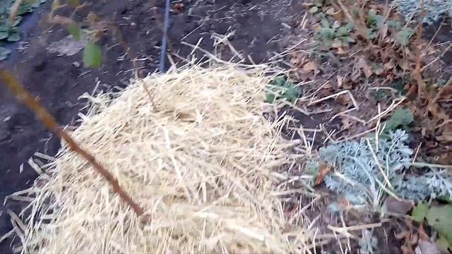 Мульчируем малину Пшехиба и обзор клубники Купчиха смотреть онлайн