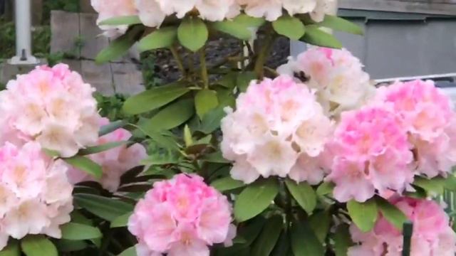 Rhododendron 'Pink Parasol' blooms in spring, FlowerBirdGreat collection смотреть онлайн