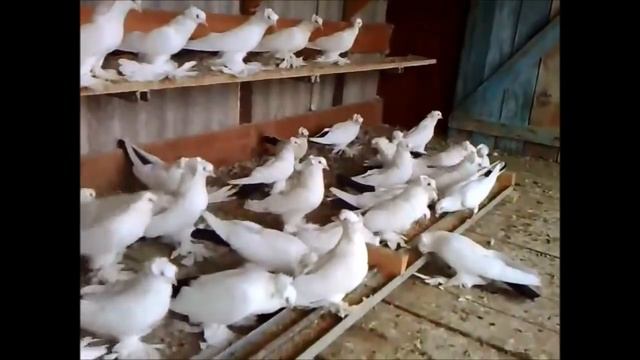 The best Russian pigeon collection / Северокавказские Чернохвостые голуби (Сергей Голованёв ) смотреть онлайн