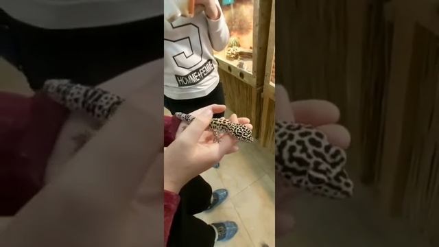 Ящерица Агама, Пятнистый эублефар и питон смотреть онлайн
