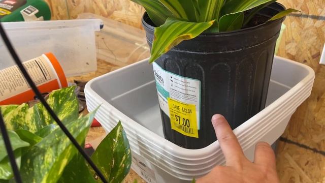 ADDING 200 FISH, STRUCTURE AND NEW FILTER TO THE INDOOR BAIT POND!! смотреть онлайн