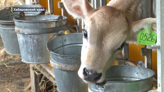 Сырное, йогуртовое и творожное молоко, или уникальная порода коров Хабаровского края смотреть онлайн