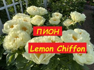 Пион "Лемон Шифон" .Peony "Lemon Chiffon"