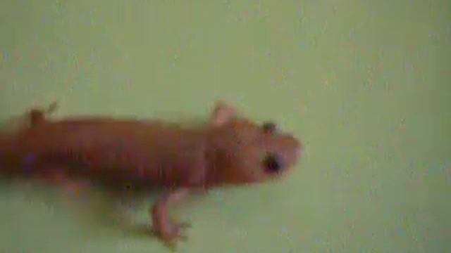 gallipato blanco pleurodeles waltl смотреть онлайн