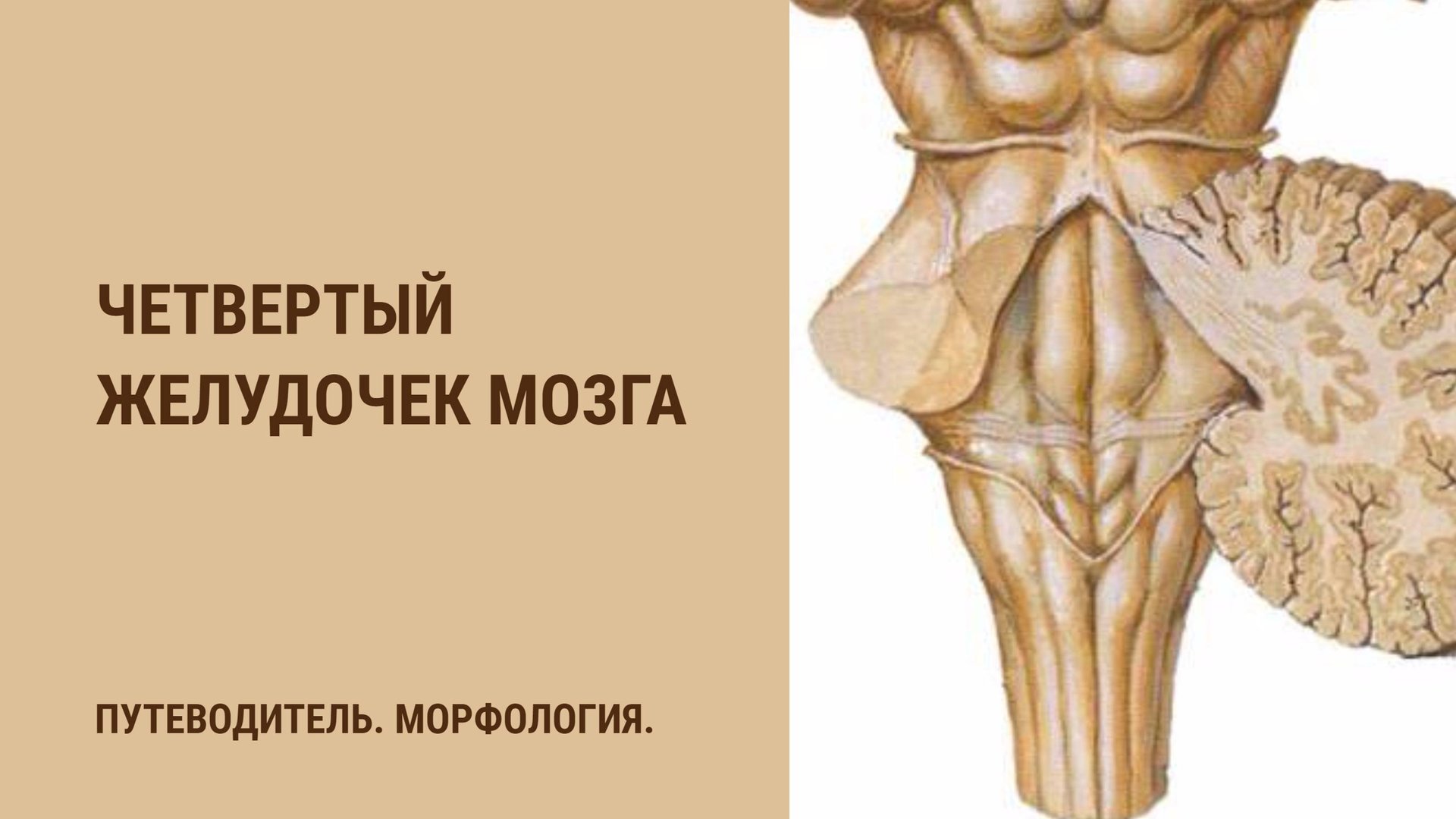 Четвертый желудочек смотреть онлайн