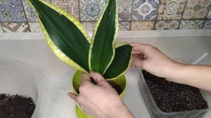 Сансевиерия Блек Голд. Очень восхитительный и элегантный сорт Пересадка молодой розетки