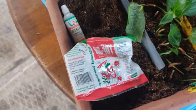 Черенкую клематисы. Летнее укорениение.