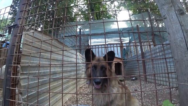 Альф шикарная немецкая овчарка смотреть онлайн