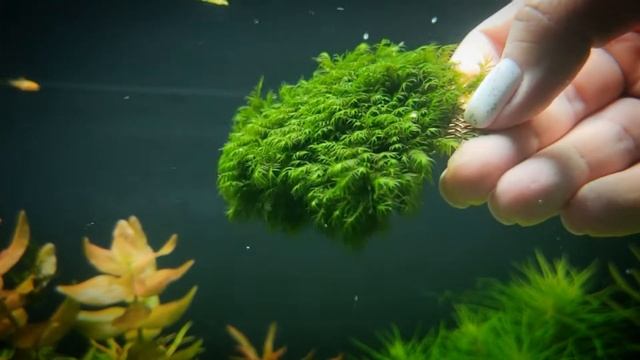 Fissidens Fox moss / Мох лисий смотреть онлайн