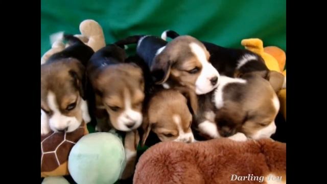 Щенкам бигля 1 месяц. Помет - P. смотреть онлайн