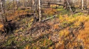 Добыл лося! Охота с лайками 2023 на лося бычка! #охотаналося