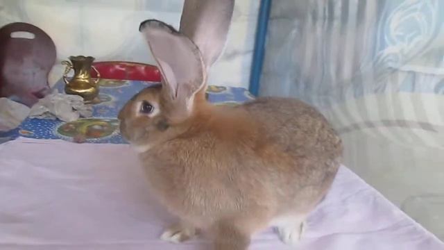 Кролик порода Фландр (Бельгийский великан) / Что в них классного? / Правдивый Обзор смотреть онлайн