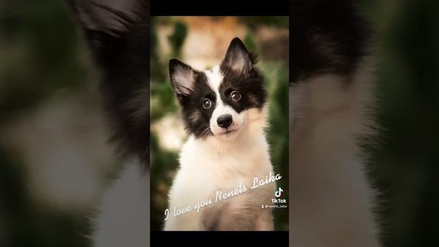 Выпуск 2021 г. Ненецкая оленегонная лайка (оленегонный шпиц, оленегонка, Nenets Laika)