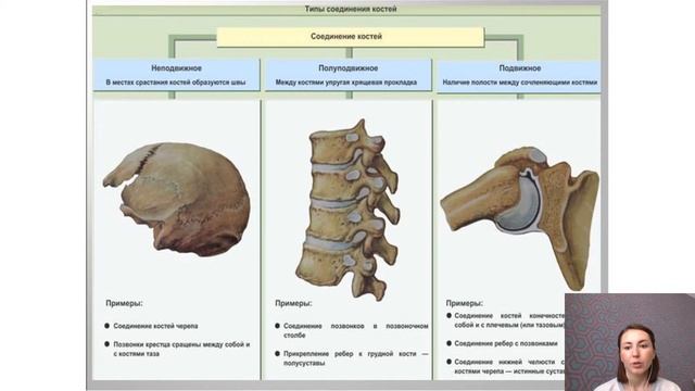 Типы соединения костей смотреть онлайн