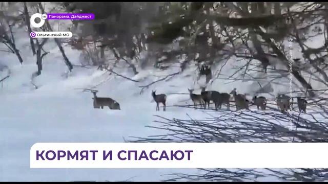В Ольгинском округе продолжают подкармливать диких животных в тайге смотреть онлайн