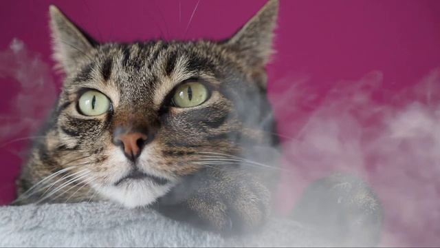 ОНИ ВИДЯТ ТО, ЧЕГО НЕ ВИДИТ ОБЫЧНЫЙ ЧЕЛОВЕК! Почему ведьмы так любят котов смотреть онлайн