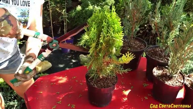 Коли починати ФОРМУВАННЯ Хвойних рослин.Формування ялівців Блю Арроу та Мунглоу власноруч.Сад.Дача смотреть онлайн