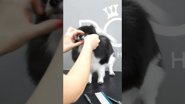 ГРУМИНГ НЕМЕЦКОГО ШПИЦА / СТРИЖКА ШПИЦА / Эпизод МАСТЕР-КЛАССА / GROOM SCHOOL смотреть онлайн