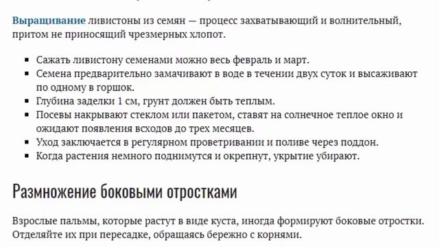Пальма ливистона Уход в домашних условиях Выращивание из семян Фото разновидностей смотреть онлайн