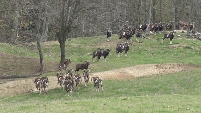 Muflon herd of male (ovis musimon) смотреть онлайн