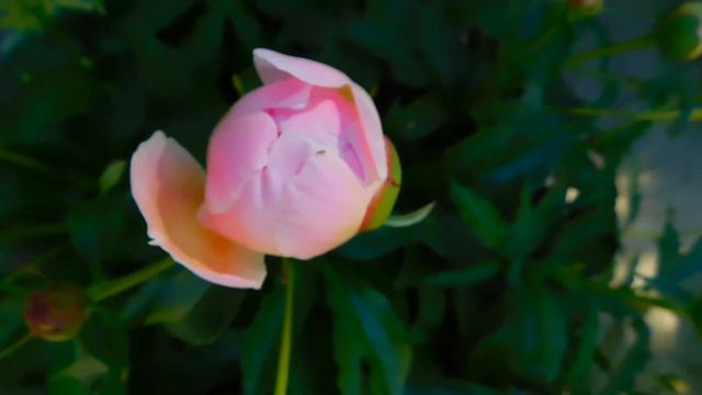 Pink Peony Creative Commons Video 4k HD Quality смотреть онлайн