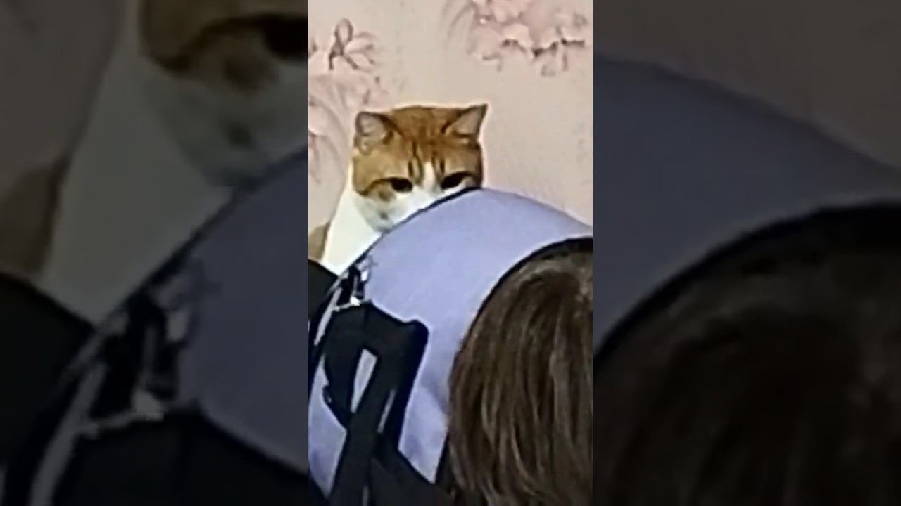 Мамка пытается засунуть кота в лунку #всегопонемногу #кот смотреть онлайн