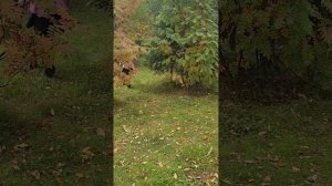 Северная осень