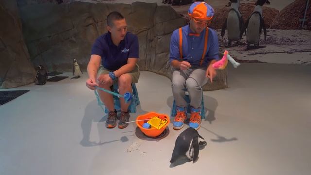 Блиппи изучает животных! - Блиппи на Русском - Изучай этот Мир вместе с Блиппи - Blippi смотреть онлайн