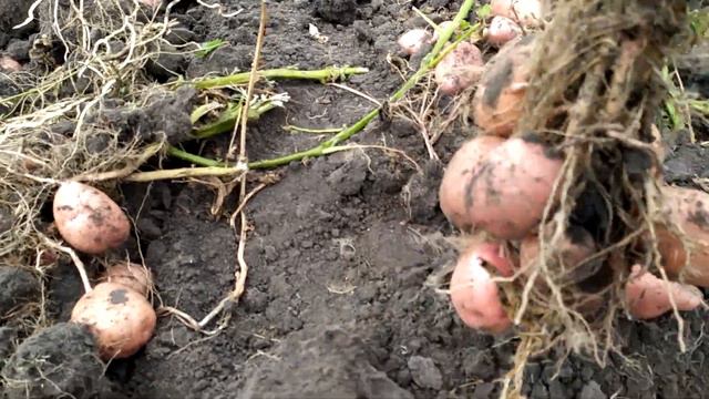 Сорт картоплі Житниця