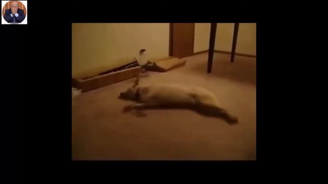 Смешной ролик как собака бежит во сне и резко просыпается это очень смешно выглядит. смотреть онлайн