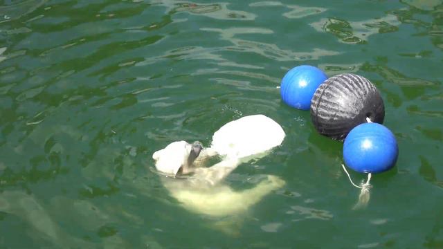 Медвежонок Стрелка в бассейне с канистрой. 03.07.2023 смотреть онлайн