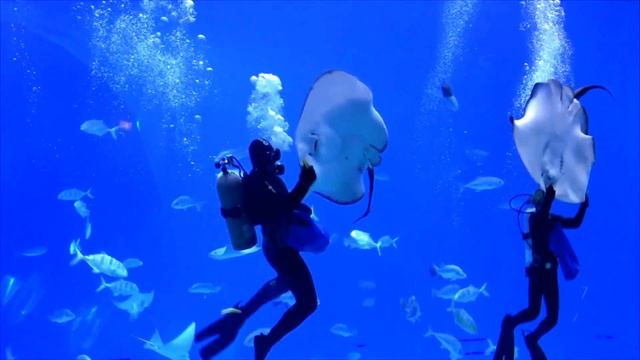 Вальс со скатами Waltz with stingray смотреть онлайн