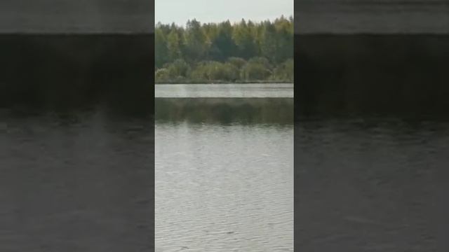 #РыбхозуВласьево#платнаярыбалка#отдыхнаводе#лось решил измерить температуру воды смотреть онлайн