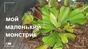 ВЕНЕРИНА МУХОЛОВКА ДИОНЕЯ ПЕРЕСАДКА, СОДЕРЖАНИЕ, УХОД/НЕМНОГО ПОКУПОК/ХИЩНОЕ РАСТЕНИЕ