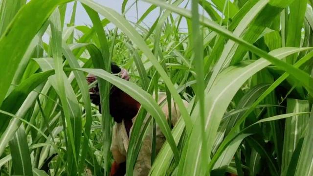 Niwo video ???....JA musical ...https://www.facebook.com/profile.php?id=100052443200374&mibextid=Zb смотреть онлайн