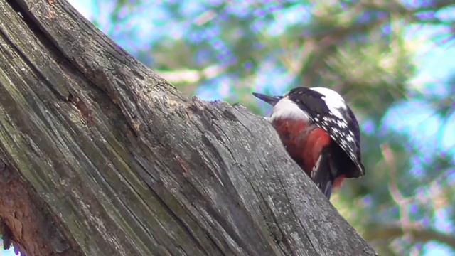A woodpecker knocks on a tree. The sound of a woodpecker's drum roll. The world of nature смотреть онлайн