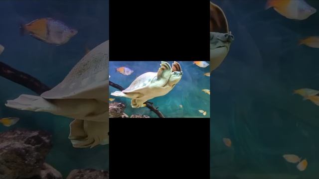 ВОДОПЛАВАЮЩАЯ черепаха в Московском ЗООПАРКЕ #shorts смотреть онлайн