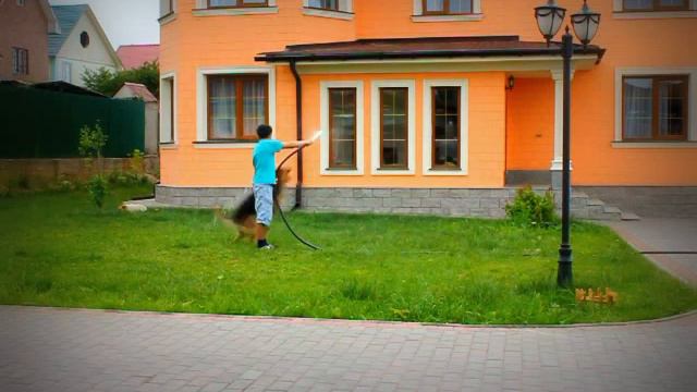 Немецкая овчарка в отличной форме смотреть онлайн