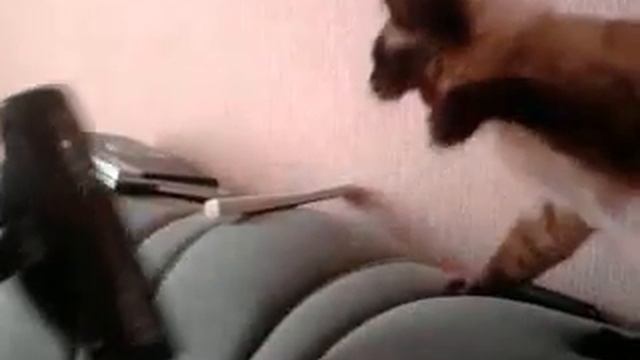 котик vs пылесос смотреть онлайн