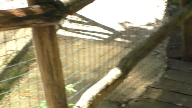 Гребнистые крокодилы. смотреть онлайн