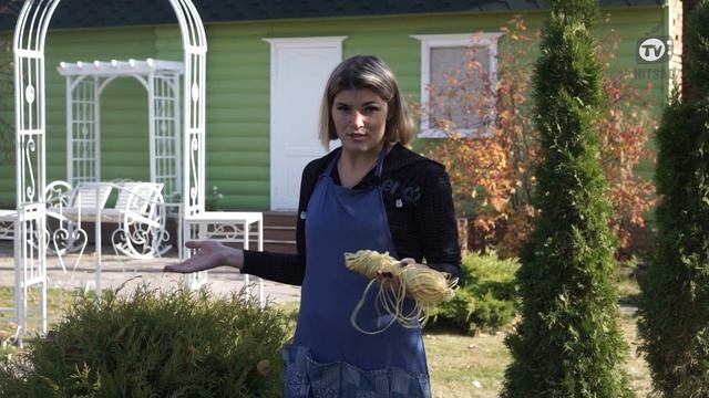 Шаровидные туи уход осенью ? Обвязка Туи на зиму