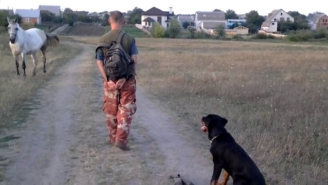 Воспитание щенка ротвейлера (отвлечение щенка ротвейлера от раздражителей путем мотивации) смотреть онлайн