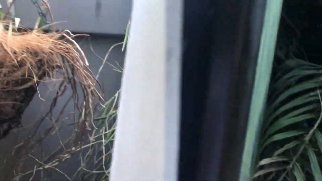 AN ORCHID A DAY: EPISODE 16 смотреть онлайн