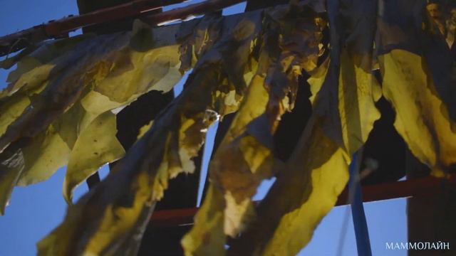 Сила Белого моря для женского здоровья смотреть онлайн