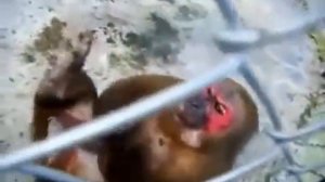 обезьяна дрочит и кидается малафьей